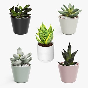 Decorative Indoor Plants Collection 3