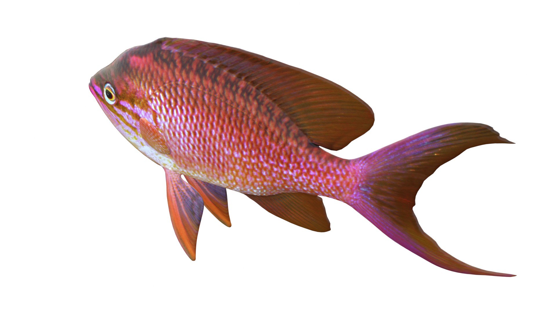 3D Anthias Fish https://p.turbosquid.com/ts-thumb/YB/03qHSd/AN/3/jpg/1774419074/1920x1080/fit_q87/5654958b1c091935cb1bf6a09453b15ad9dd286c/3.jpg