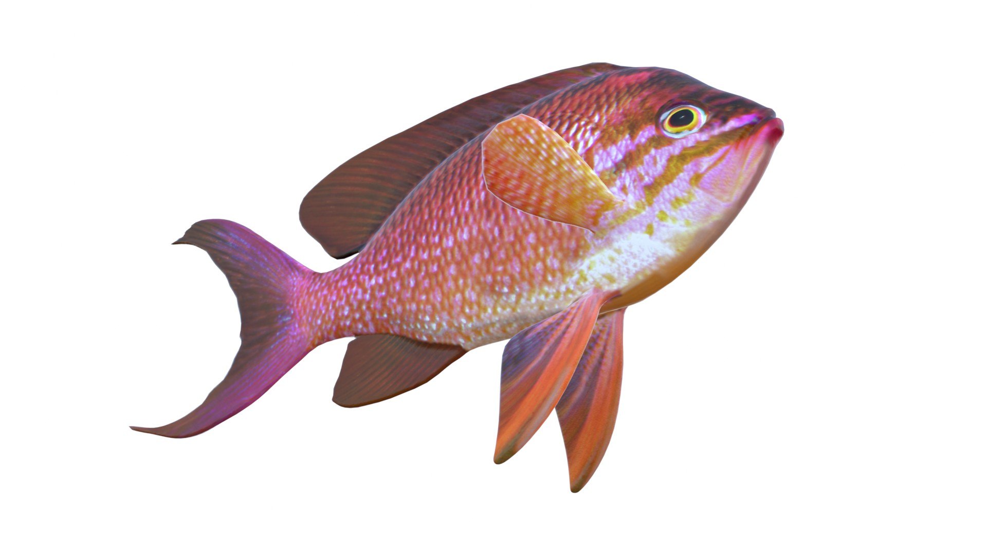 3D Anthias Fish https://p.turbosquid.com/ts-thumb/YB/03qHSd/BN/5/jpg/1774419076/1920x1080/fit_q87/aad5990cc02c6b2ae8562c5cfaa2e5cc159b872a/5.jpg