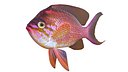 Anthias Fish