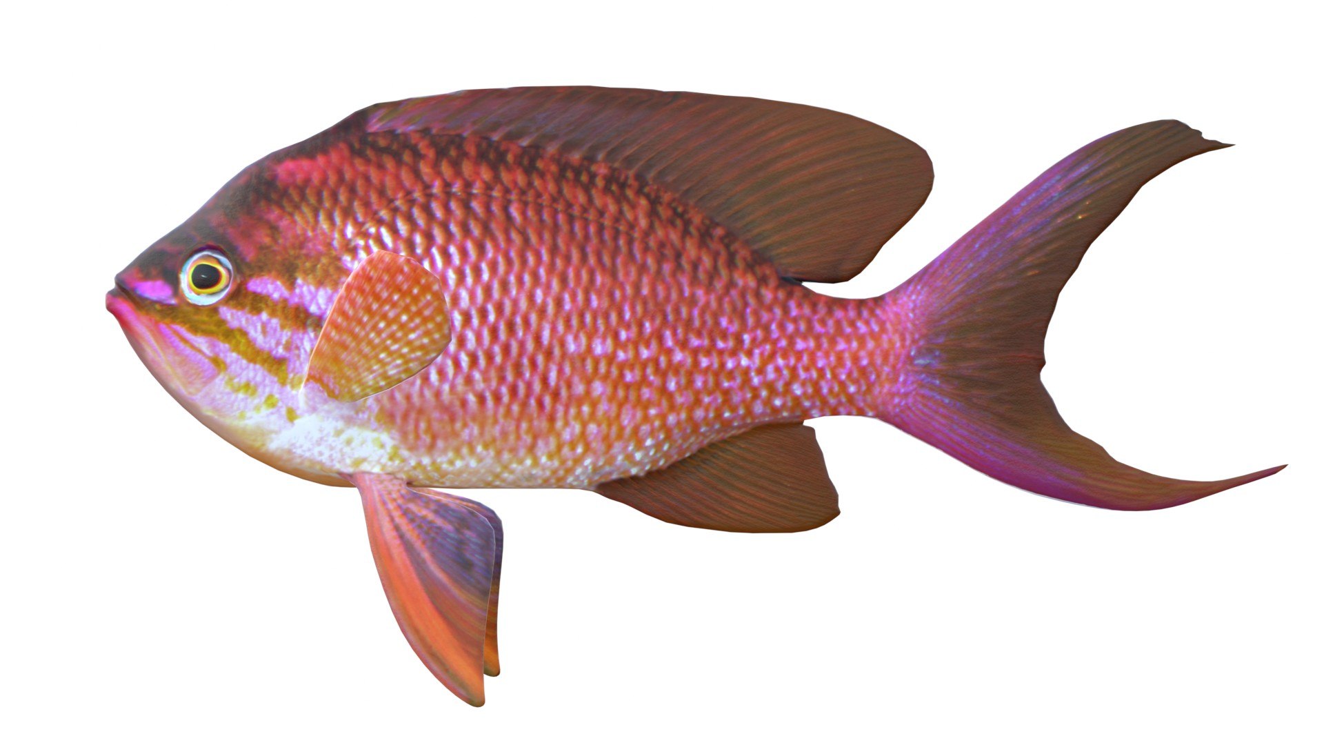 3D Anthias Fish https://p.turbosquid.com/ts-thumb/YB/03qHSd/dT/2/jpg/1774419073/1920x1080/fit_q87/2999917fffaf8859d1043b8e9c0b8fb74fc0fe31/2.jpg