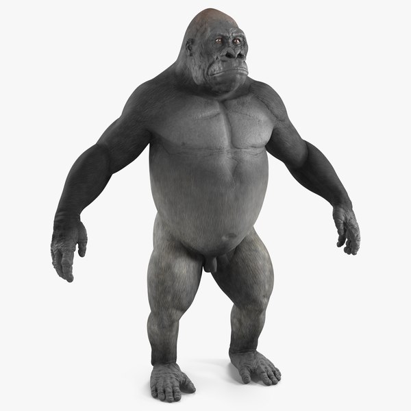 Gorilla 3D Models for Download | TurboSquid