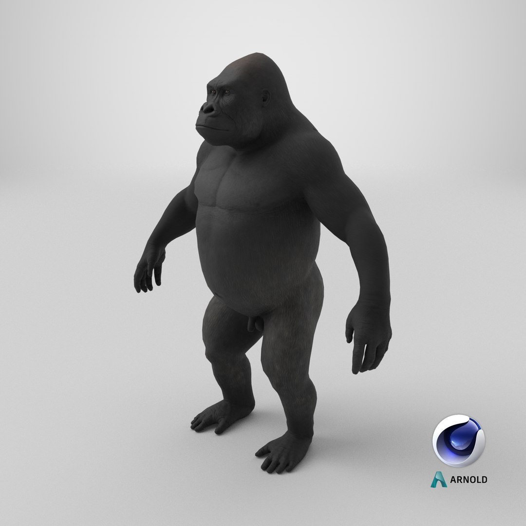 3D Gorilla Basic Pose https://p.turbosquid.com/ts-thumb/YB/3hXWOF/g6/stemcell_cinema_4d_arnold_render/png/1709551024/1920x1080/fit_q87/5b710062dfbf7c2c95af46a8268eefbd717ba561/stemcell_cinema_4d_arnold_render.jpg