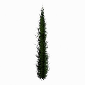 Cypress