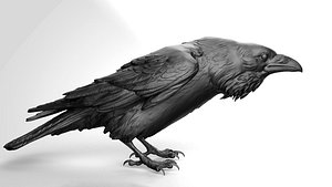 3D Crow - 3D Sculpting