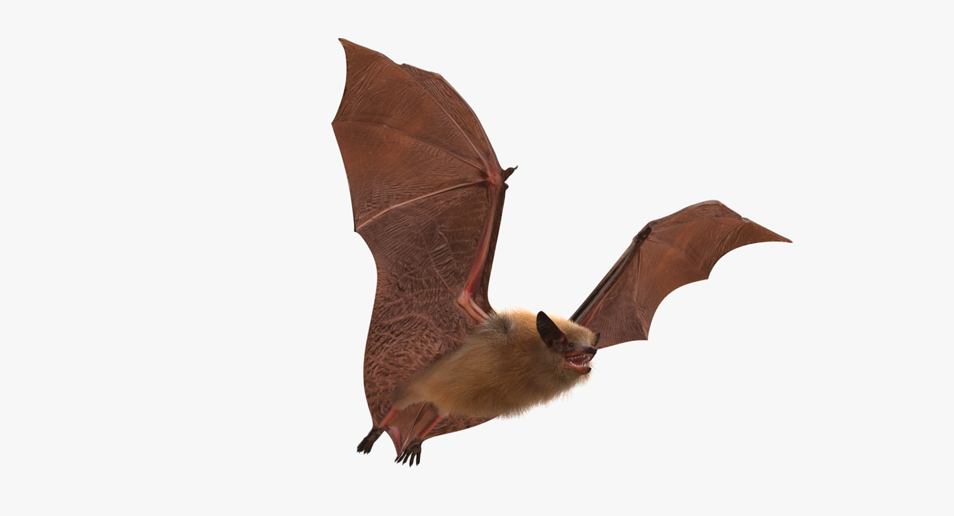 Flying Bat Fur Hair 3d Max