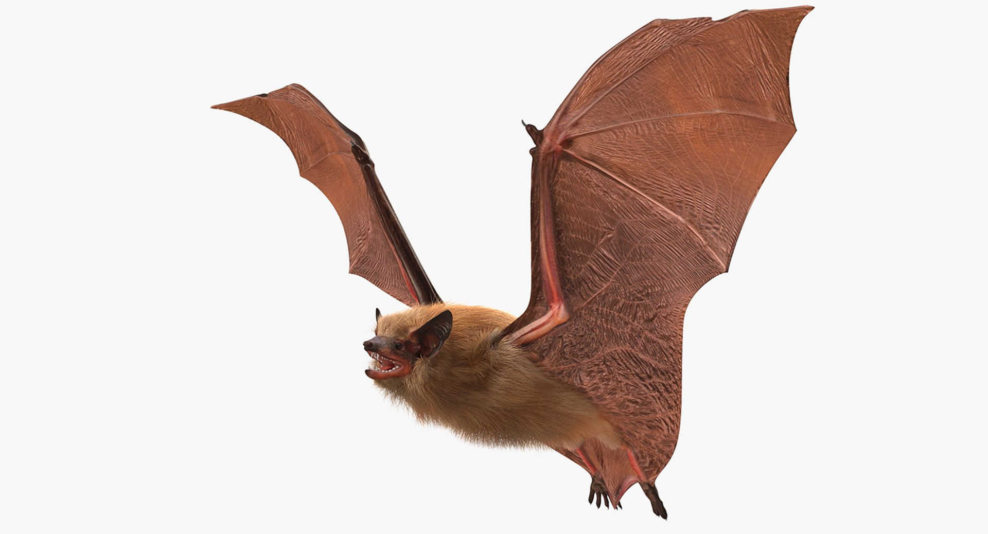 Flying Bat with Fur 3D model preview