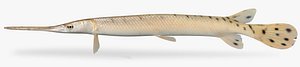 Lepisosteus osseus Longnose Gar
