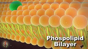 3d model of phospholipid cell membrane