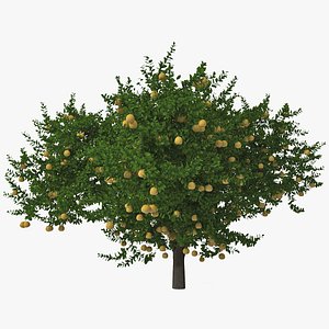 grapefruit tree 3d model
