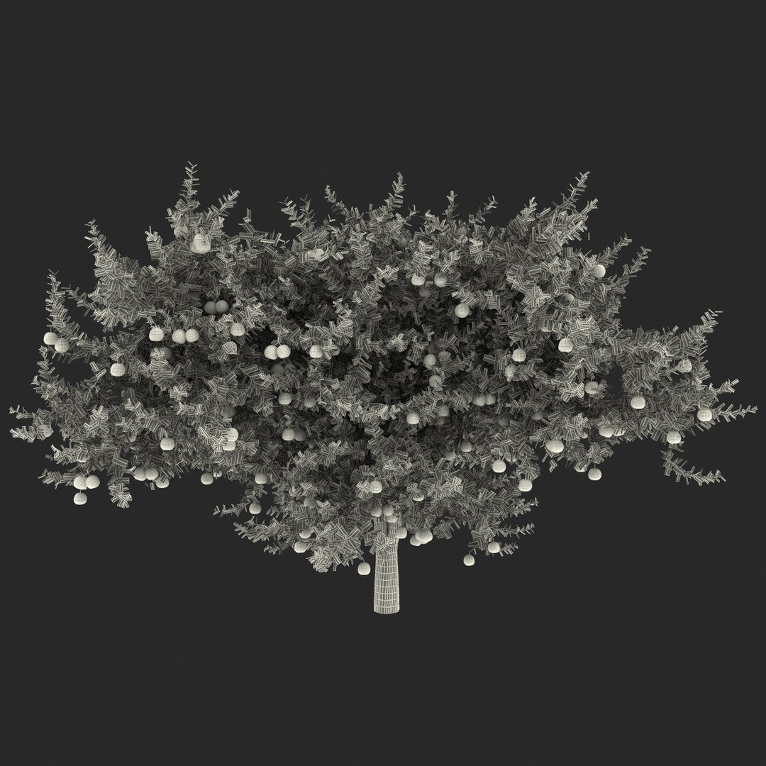 Grapefruit Tree 3d Model