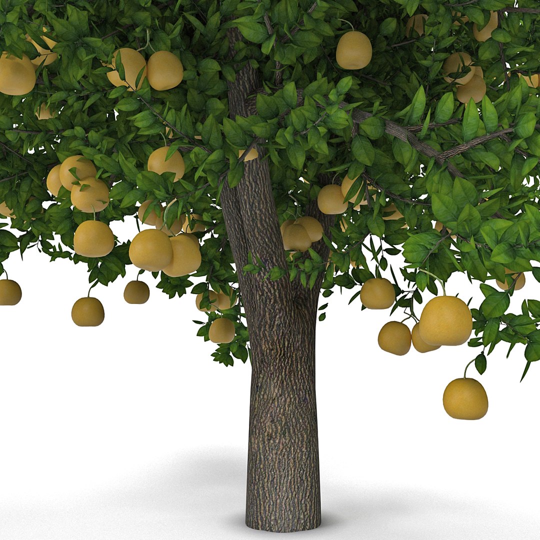 Grapefruit Tree 3d Model