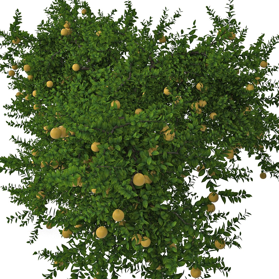 Grapefruit Tree 3d Model