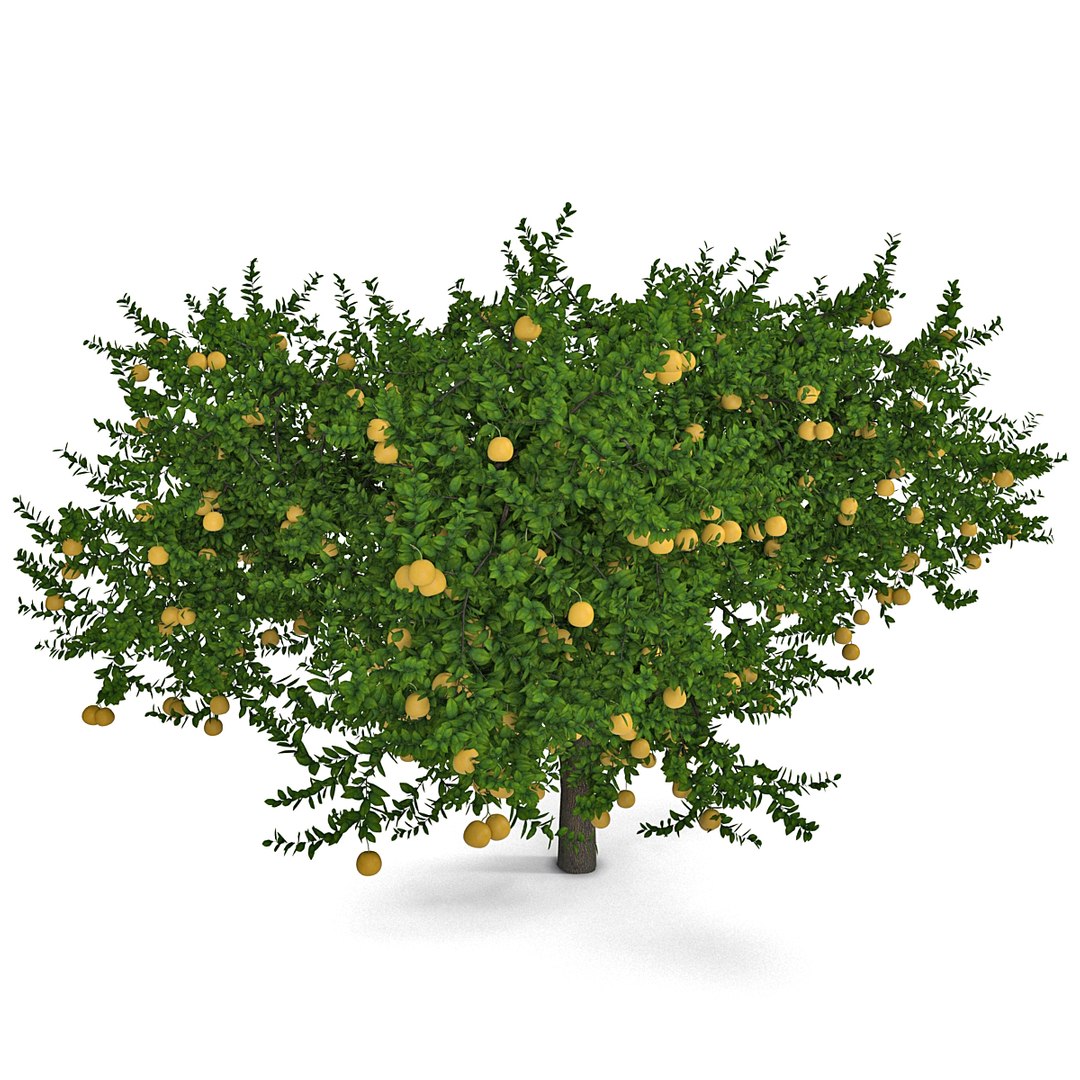 Grapefruit Tree 3d Model