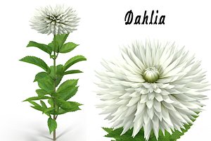 dahlia flower max