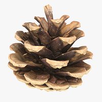 Fir Cone 9