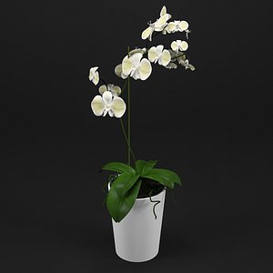 3D model orchid