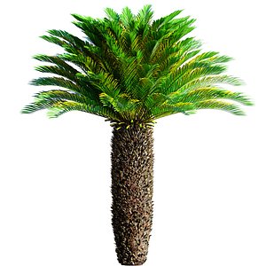 Ornamental Evergreen Palm Tree exotic tropical 3D model