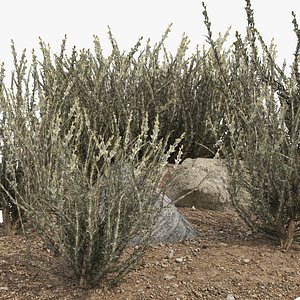 Mexican Sagewort Bushes 3D model