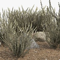 Mexican Sagewort Bushes