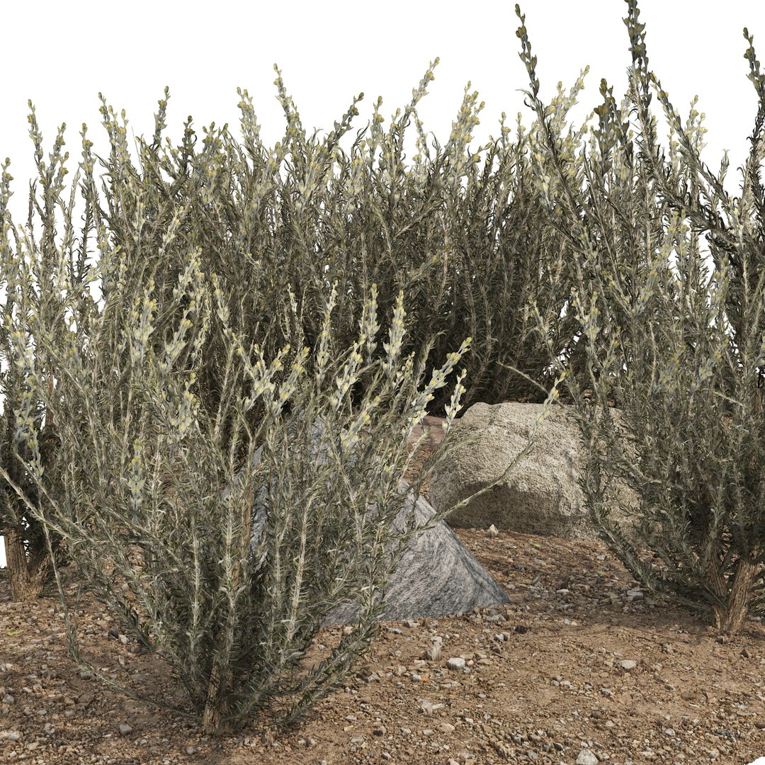 Mexican Sagewort Bushes 3D Model TurboSquid 2060462