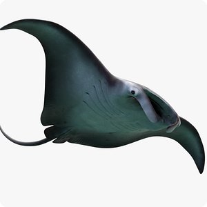 Manta Birostris Static
