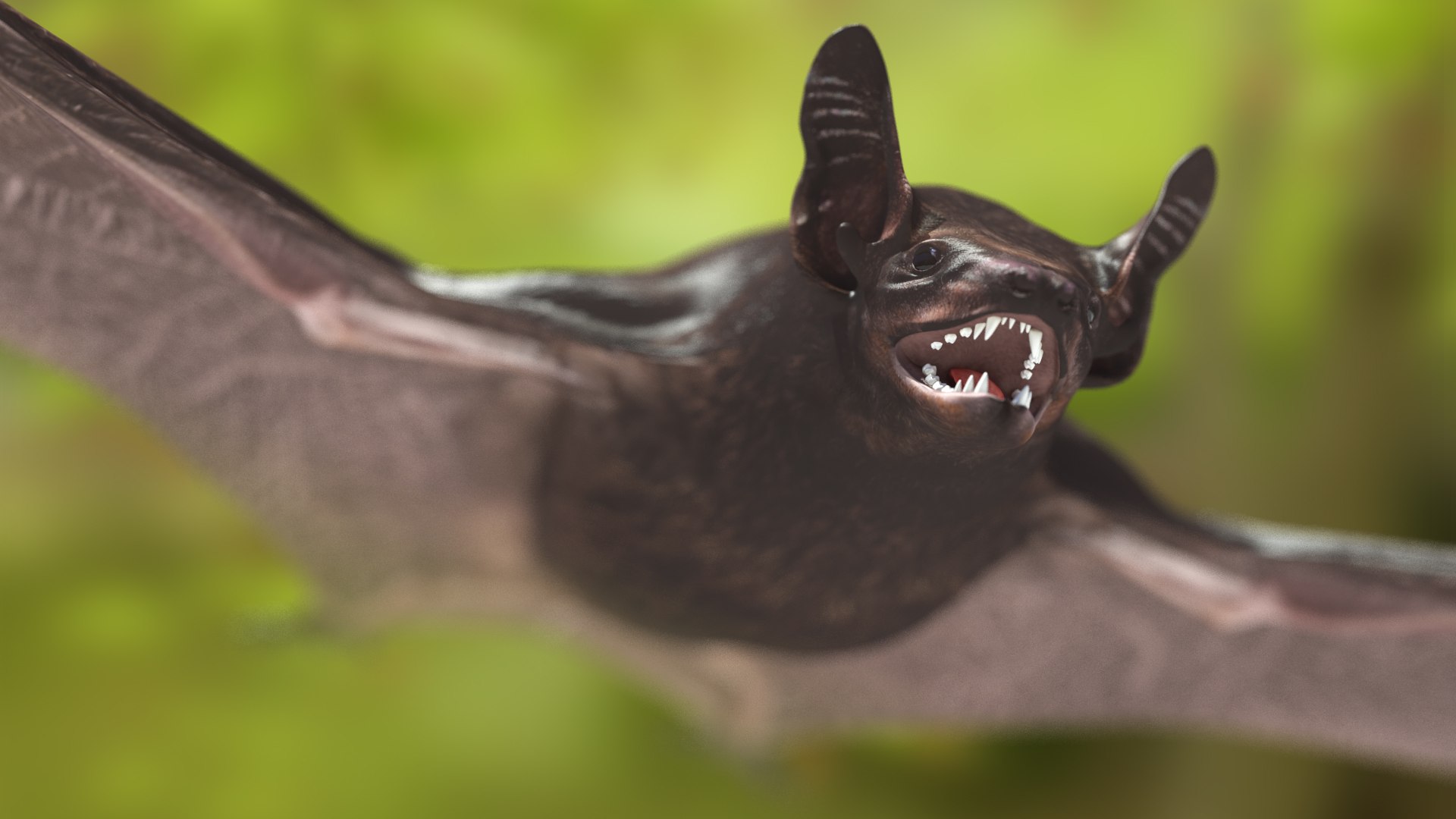 3D Black Bat Rigged for Modo https://p.turbosquid.com/ts-thumb/YC/6V4vRG/51/blackbatriggedc4dmodel009/jpg/1645450536/1920x1080/fit_q87/654fc511213e75e4546918261379751fb16703b6/blackbatriggedc4dmodel009.jpg