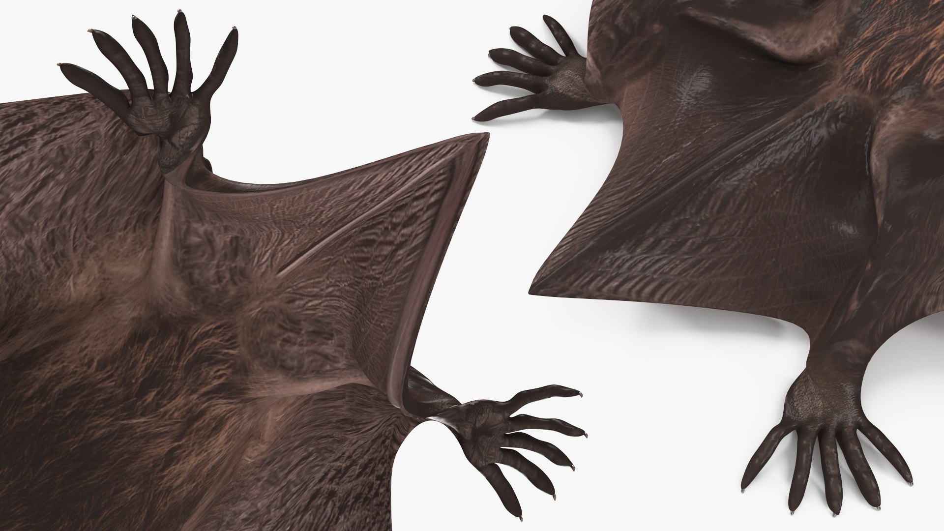 3D Black Bat Rigged for Modo https://p.turbosquid.com/ts-thumb/YC/6V4vRG/JR/blackbatriggedc4dmodel028/jpg/1645450594/1920x1080/fit_q87/37596058f63178555b7d95cbaf8e799553546ce2/blackbatriggedc4dmodel028.jpg