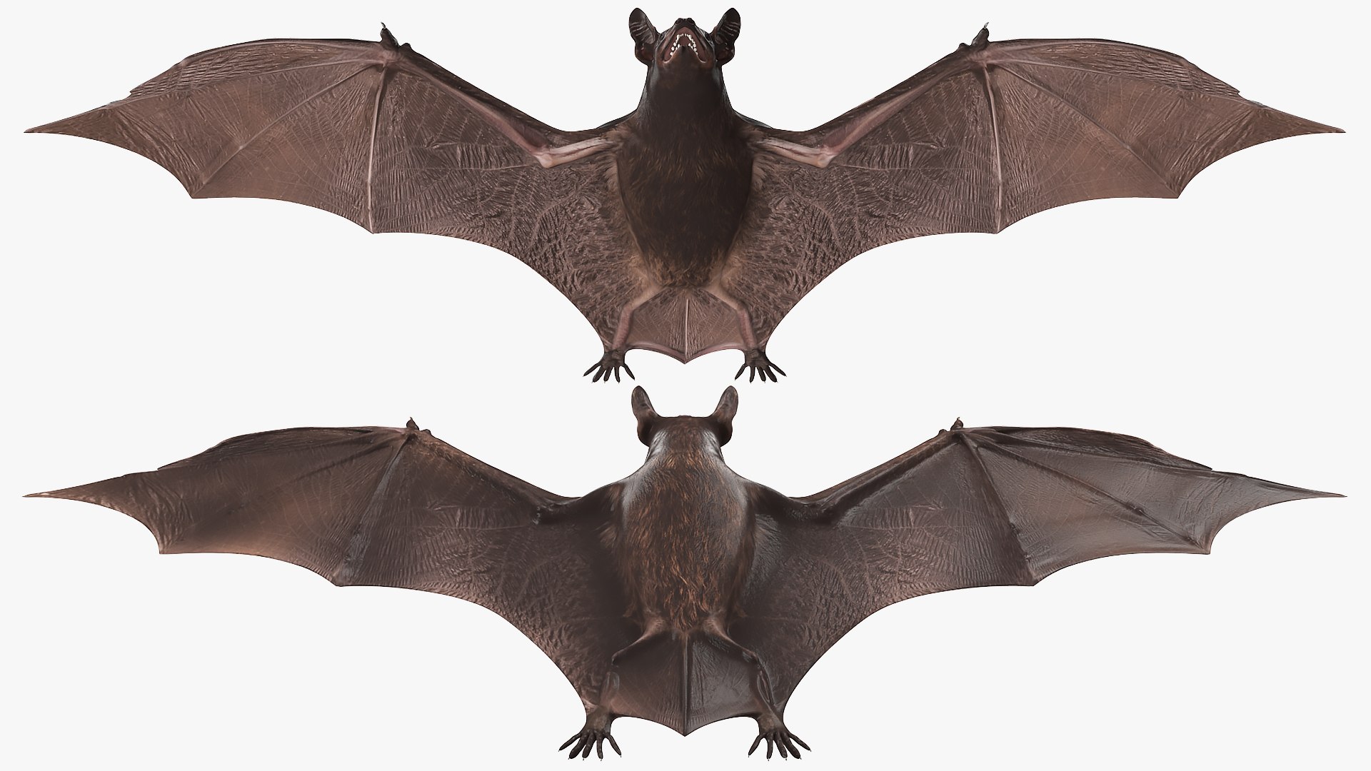 3D Black Bat Rigged for Modo https://p.turbosquid.com/ts-thumb/YC/6V4vRG/Wx/blackbatriggedc4dmodel021/jpg/1645450573/1920x1080/fit_q87/a1ff2bc18f263ac1fea90b7e9fdfe456c37902db/blackbatriggedc4dmodel021.jpg