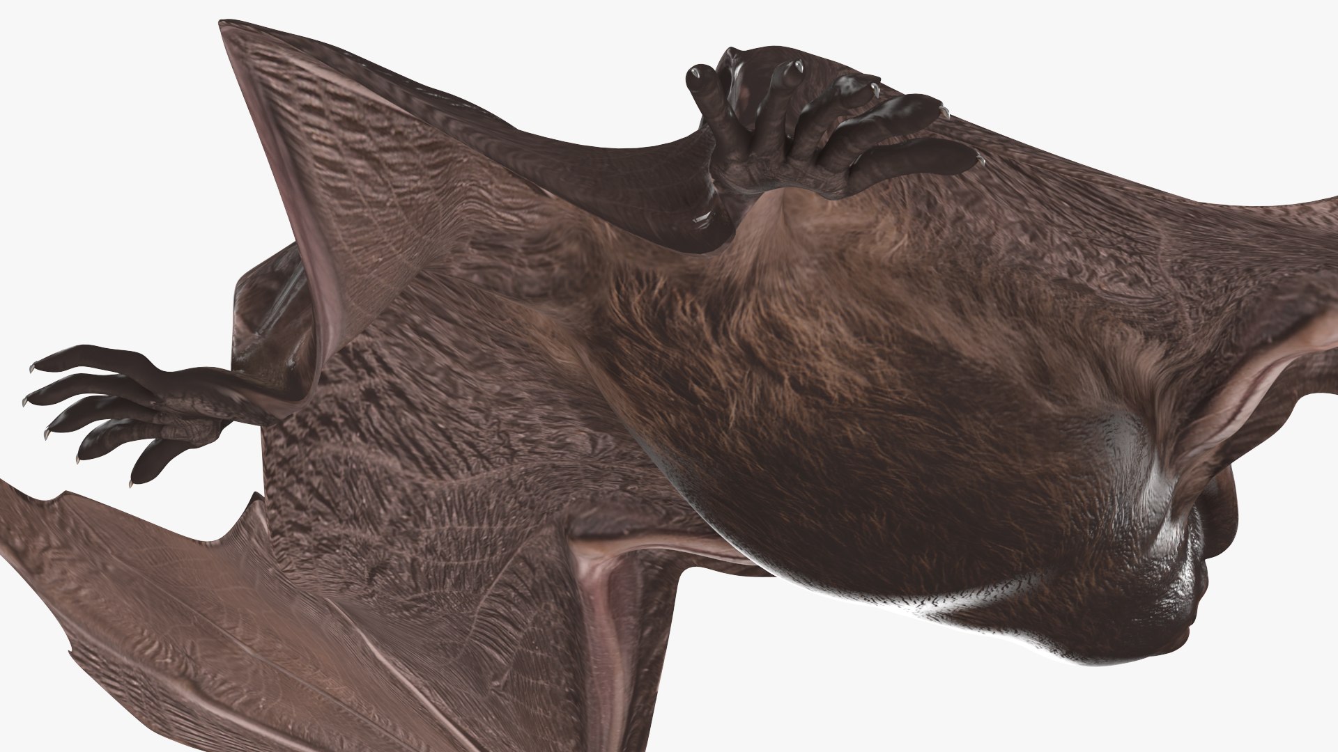 3D Black Bat Rigged for Modo https://p.turbosquid.com/ts-thumb/YC/6V4vRG/cy/blackbatriggedc4dmodel026/jpg/1645450588/1920x1080/fit_q87/d2da8a826a1b79a6bbfeda784ec929637b54d4d4/blackbatriggedc4dmodel026.jpg