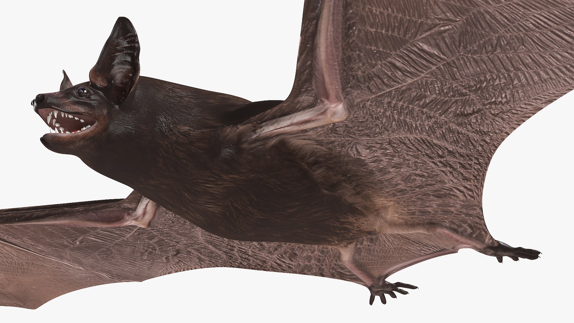 3D Black Bat Rigged for Modo https://p.turbosquid.com/ts-thumb/YC/6V4vRG/he/blackbatriggedc4dmodel023/jpg/1645450579/1920x1080/fit_q87/6c221b5936609e0c446ff1111edcbcc5b6e388b0/blackbatriggedc4dmodel023.jpg