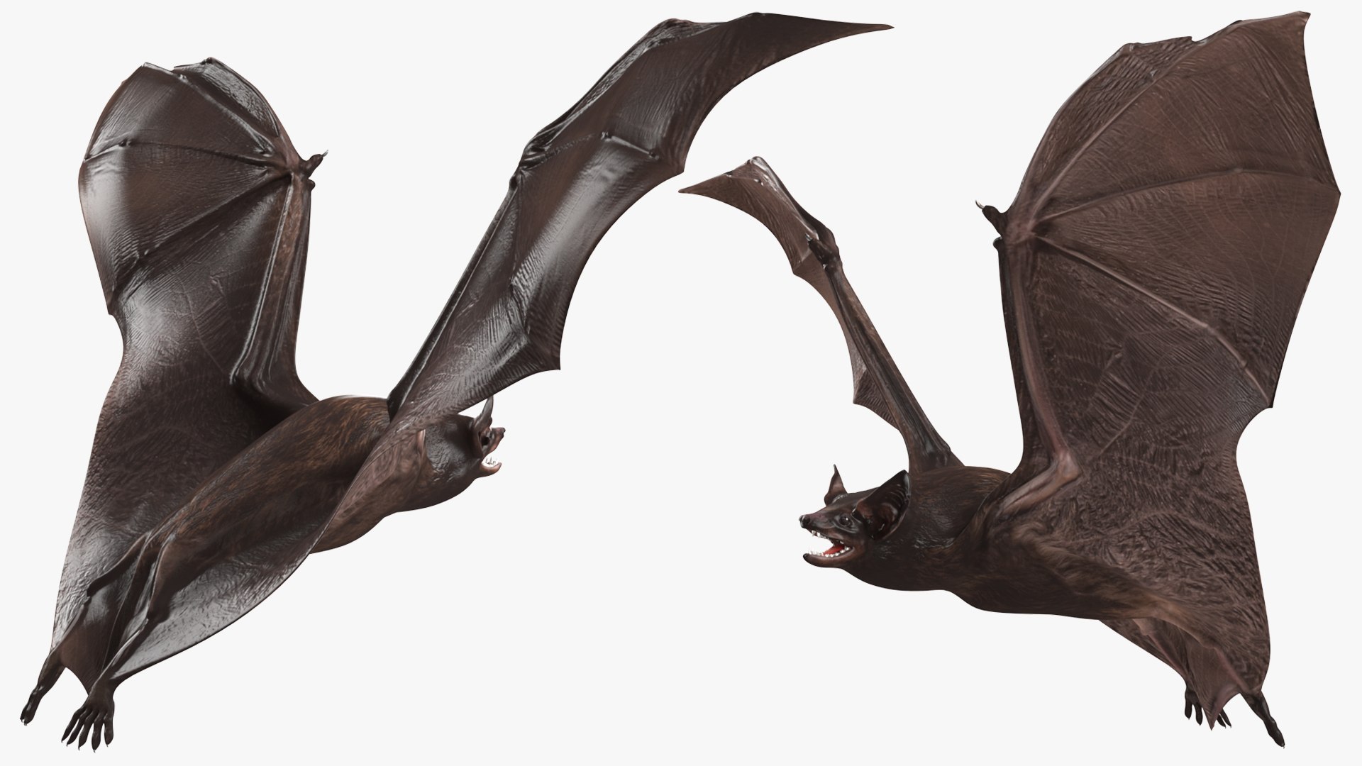 3D Black Bat Rigged for Modo https://p.turbosquid.com/ts-thumb/YC/6V4vRG/oM/blackbatriggedc4dmodel019/jpg/1645450566/1920x1080/fit_q87/679b392983235f841e2623effde25585487d0c1d/blackbatriggedc4dmodel019.jpg