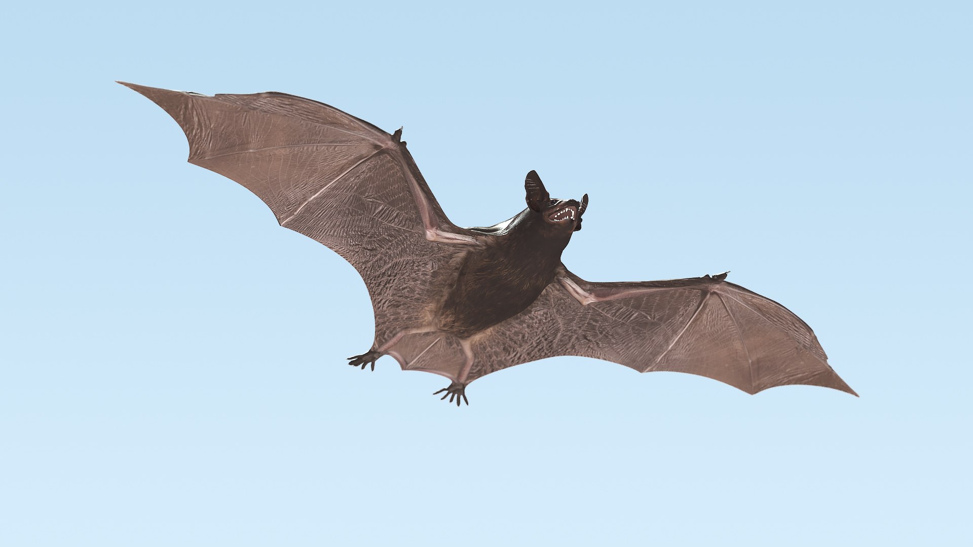 3D Black Bat Rigged for Modo https://p.turbosquid.com/ts-thumb/YC/6V4vRG/xj/blackbatriggedc4dmodel003/jpg/1645450518/1920x1080/fit_q87/a3bbf834d2b1e349dfc2fdc74b8e59cb7d6745fa/blackbatriggedc4dmodel003.jpg