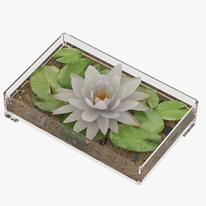 Water Lily White - Nymphaea Alba in Glass Vase with Send and Pebbles 3D model