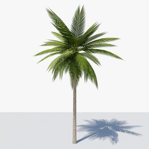 3D Lowpoly Date Palm v1