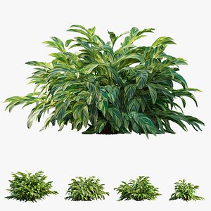 variegated ginger plant trees 3D