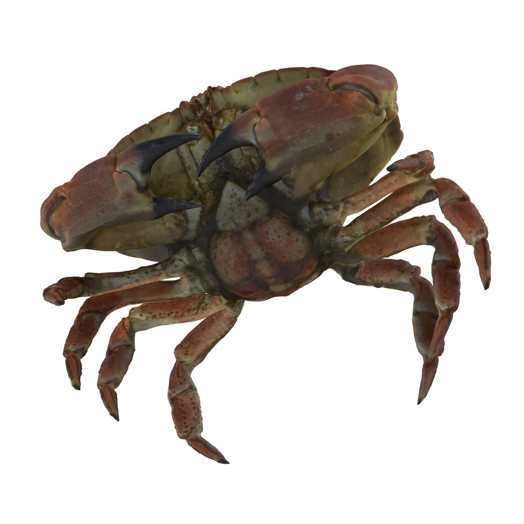 Rigged Crab 3d Model