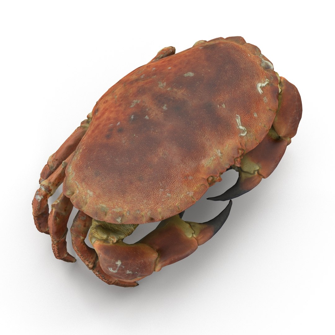 Rigged Crab 3d Model