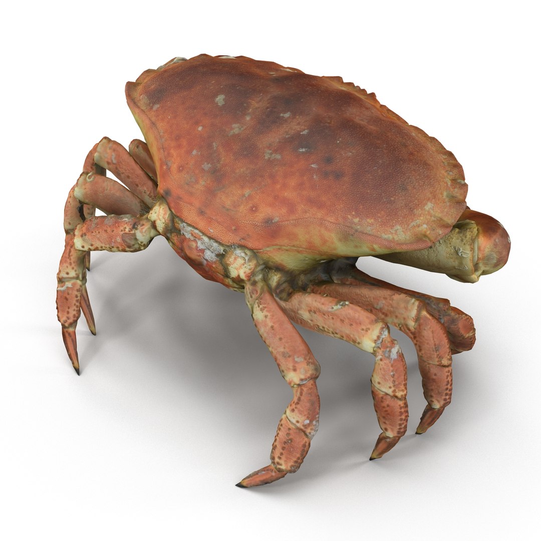Rigged Crab 3d Model