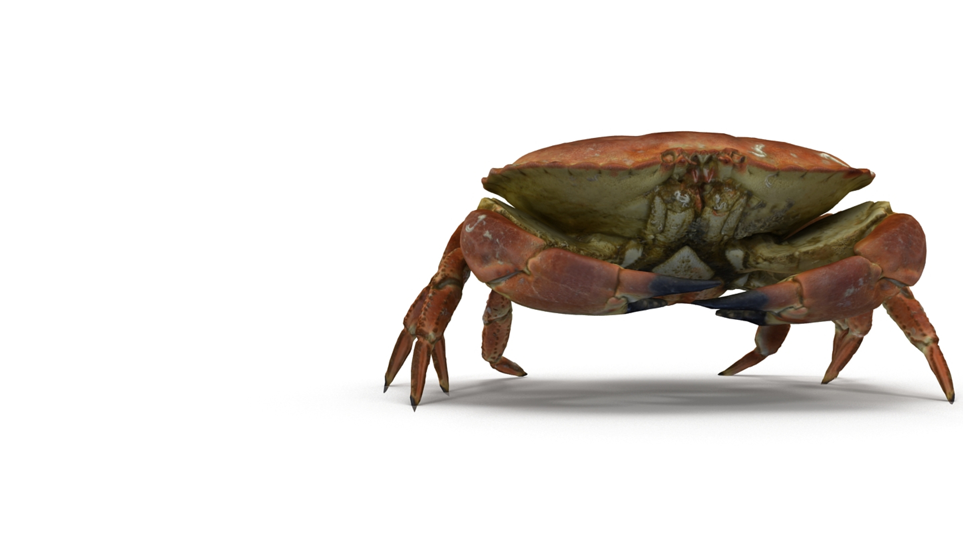 Rigged Crab 3d Model