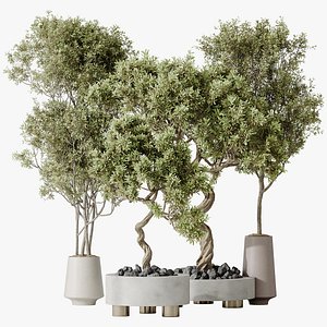 AV Indoor plants set 131 Mission Kalamata Leccino Arbequina Wilsonii Chemlali Olive model