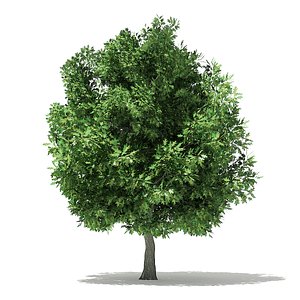 Champion Oak 3D Model 6.4m