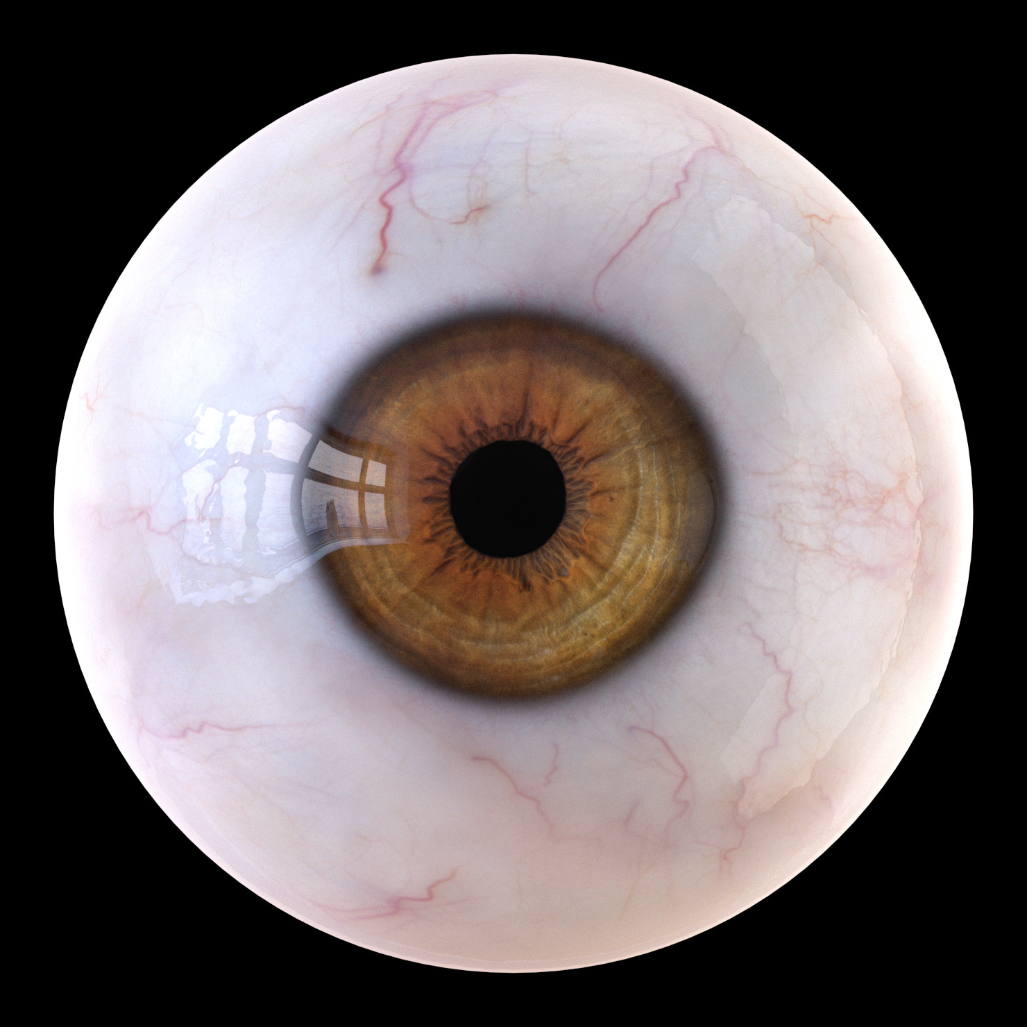 3D iris anatomy eye pupil model - TurboSquid 1324368