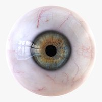 Detailed Human Eye