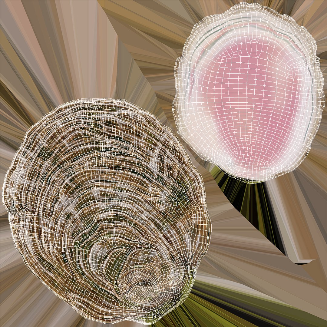 3D Closed Shell - TurboSquid 2389930
