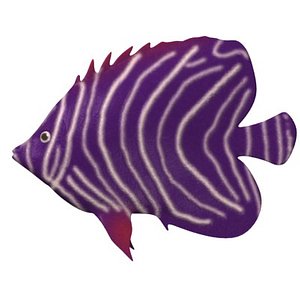 tropical fish 3d model