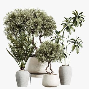 3D AV Indoor Plants Set 221 Mission Wilsonii and Palm Paradise and Ficus African Fig