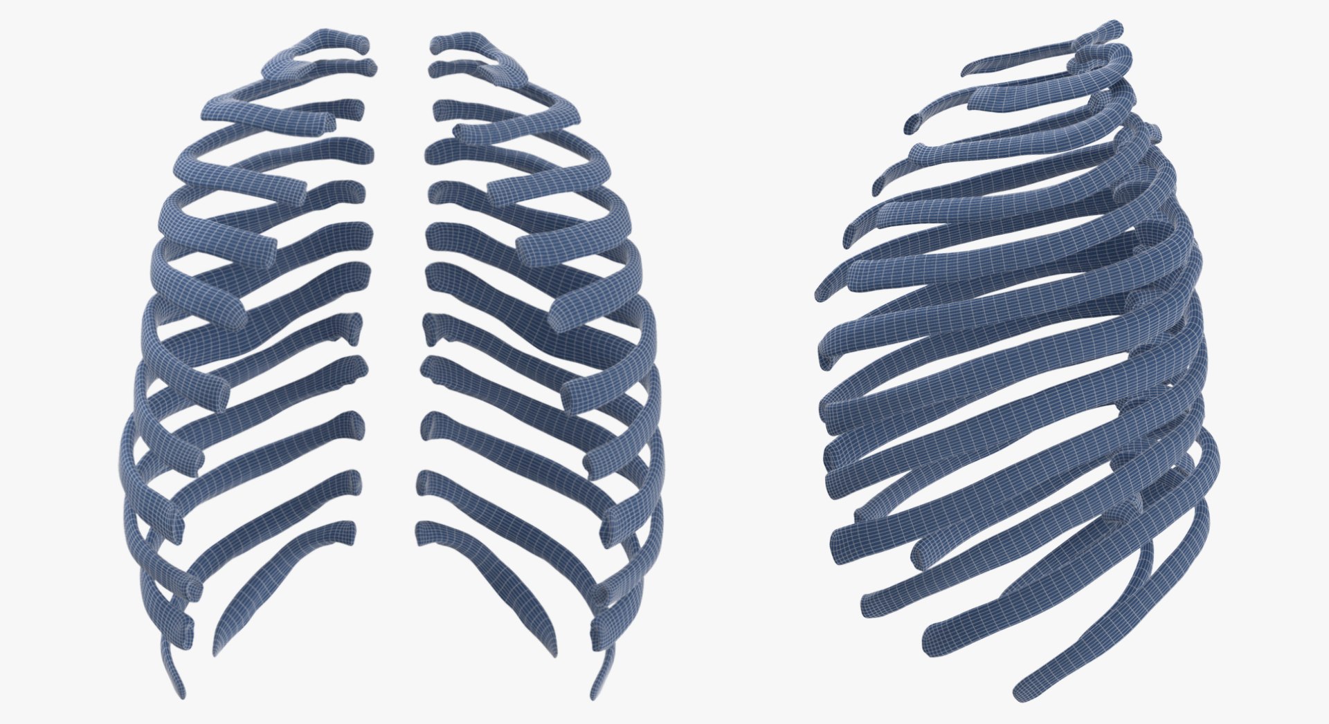 3D Human Ribs and Spine Bones Collection White and Yellow - 48 models https://p.turbosquid.com/ts-thumb/YD/F1Q7rH/31/6/jpg/1625749407/1920x1080/fit_q87/75a78acc6478327fb39a2d9b0a13e62e0e76fe34/6.jpg