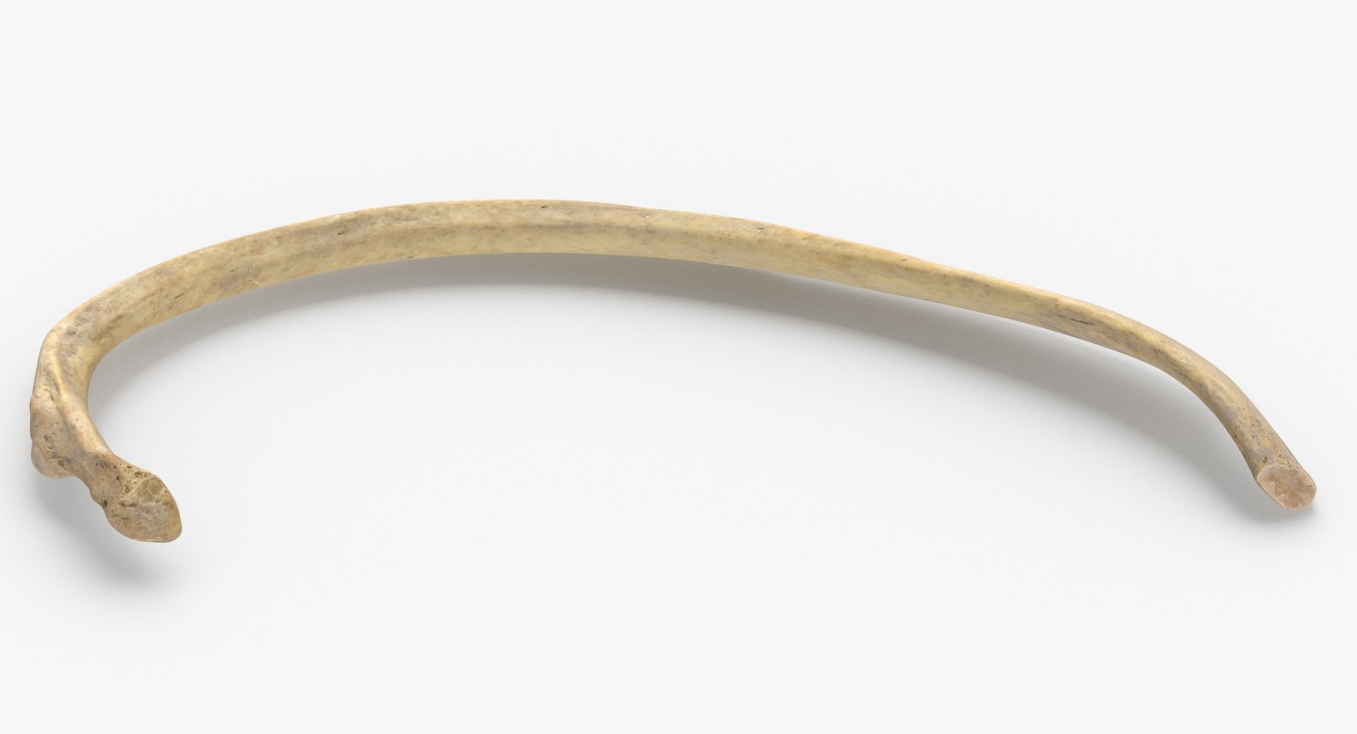 3D Human Ribs and Spine Bones Collection White and Yellow - 48 models https://p.turbosquid.com/ts-thumb/YD/F1Q7rH/4b/costae_verae_true_rib_04_02_thumbnail_0004/jpg/1625748906/1920x1080/fit_q87/ec50ae93d49ccb41abab2d4bad64fd246a79aa46/costae_verae_true_rib_04_02_thumbnail_0004.jpg