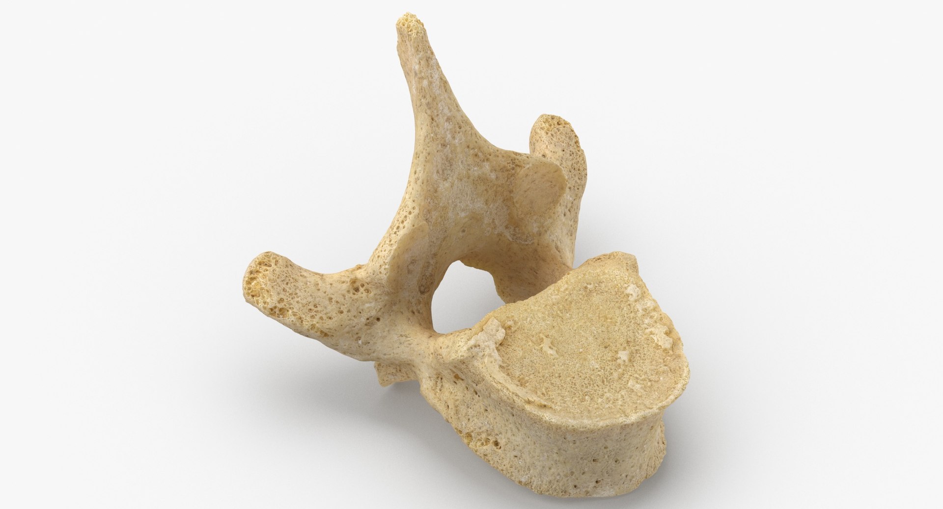 3D Human Ribs and Spine Bones Collection White and Yellow - 48 models https://p.turbosquid.com/ts-thumb/YD/F1Q7rH/4q/thoracic_vertebrae_th1_to_th12_05_thumbnail_0002/jpg/1625748914/1920x1080/fit_q87/84493e2e633006bdb825fa461eaff5bd535ebbfe/thoracic_vertebrae_th1_to_th12_05_thumbnail_0002.jpg